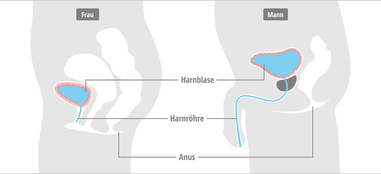 Anatomischer Vergleich der Harnwege bei Frau und Mann in einer Profilansicht. Die Grafik zeigt die Lage von Harnblase, Harnröhre und Anus sowie den deutlichen Längenunterschied der männlichen und weiblichen Harnröhre.