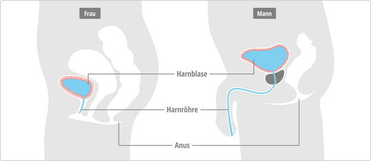 Anatomischer Vergleich der Harnwege bei Frau und Mann in einer Profilansicht. Die Grafik zeigt die Lage von Harnblase, Harnröhre und Anus sowie den deutlichen Längenunterschied der männlichen und weiblichen Harnröhre.