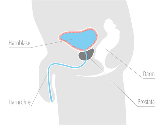 Ansicht der Harnblase des Mannes mit Harnröhre, Darm und Prostata