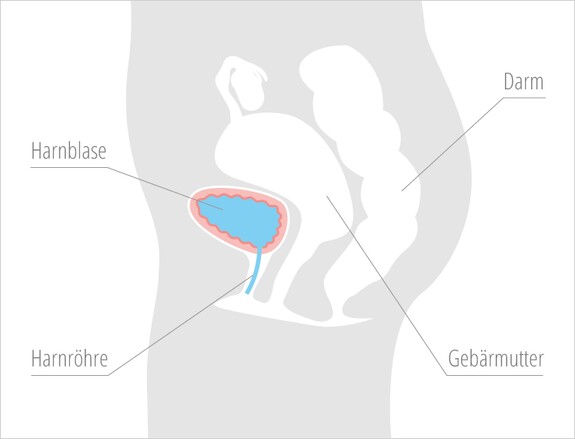 Die Harnblase der Frau mit Darm, Gebärmutter und Harnröhre
